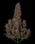 Fast Buds Cannabis Seeds Crystal Meth Auto