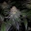 T.H.Seeds™ Seminte de canabis Purple Banana Cream, 6+1 Pachet special, feminizat