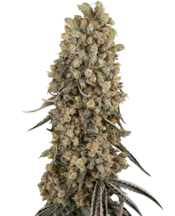Sensi Seeds Cannabis Seeds Atomic Blue Dream Feminiserade