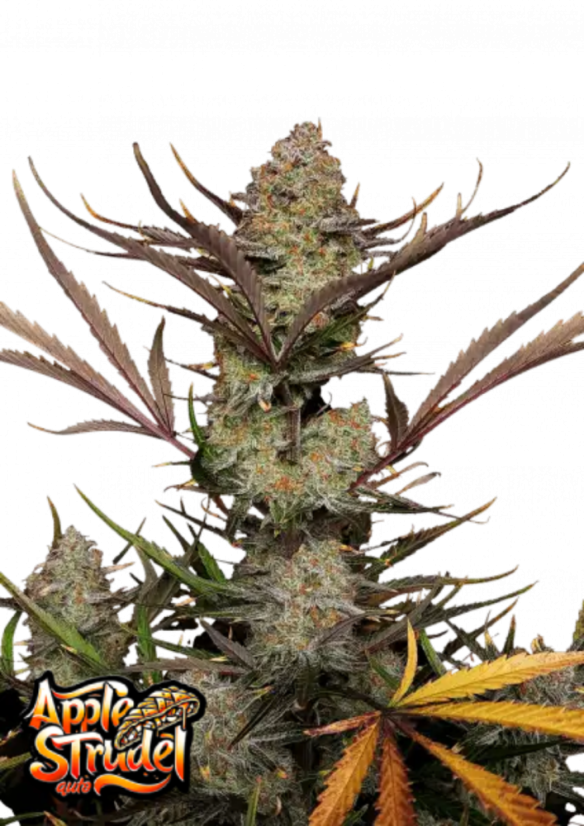 Fast Buds Cannabis Seeds Apple Strudel Auto