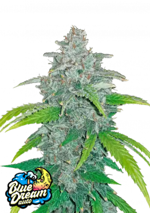 Fast Buds Biji Ganja Blue Dream Auto