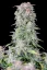 Semințe de canabis Fast Buds Afghan Kush Auto