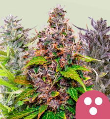 Royal Queen Seeds Feminizovaná zmes kanabisových semienok