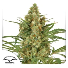 Dutch Passion Semințe de canabis SnowBud® feminizate
