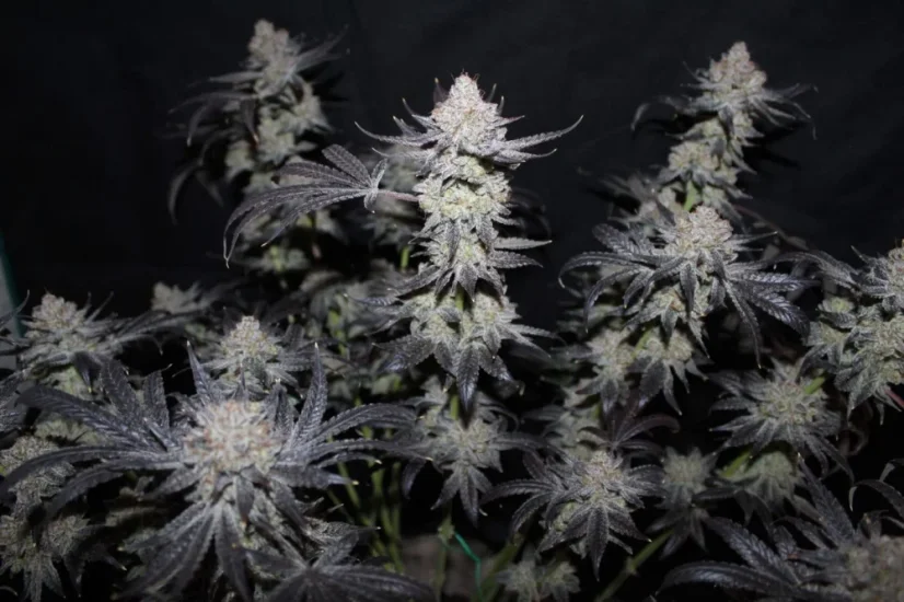 Fast Buds Sjemenke konoplje Tropicana Cookies FF