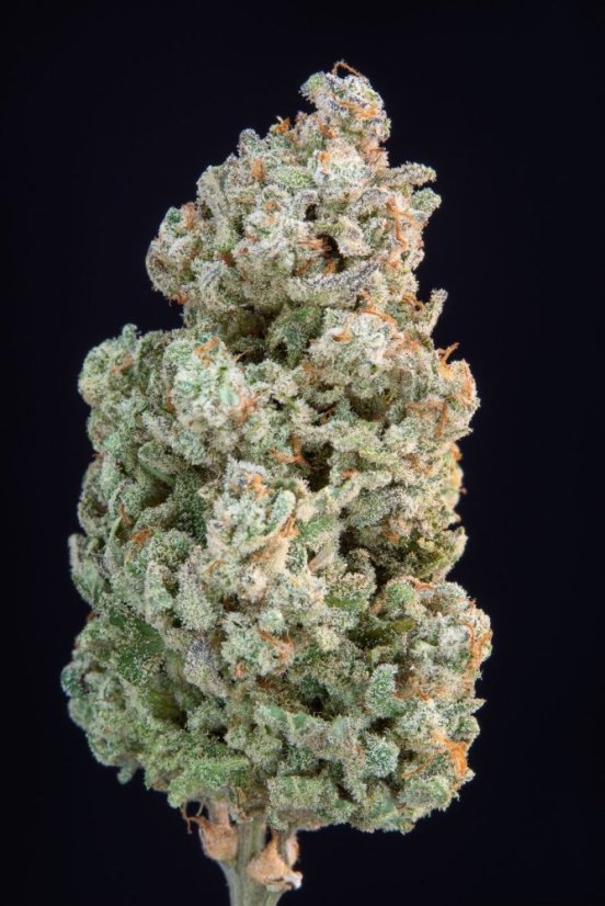 Semințe de canabis Fast Buds Afghan Kush Auto