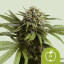 Royal Queen Seeds Seminte de canabis Apple Fritter Auto