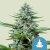 Royal Queen Seeds Hanfsamen Stress Killer Auto (hoher CBD-Gehalt)