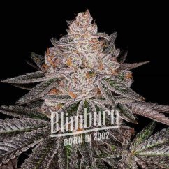 Blimburn Seeds Semená kanabisu Apple Fritter Auto