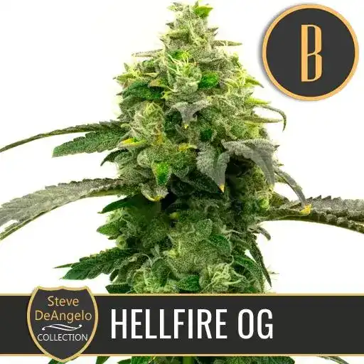 Blimburn Seeds Cannabis Seeds Hellfire OG, Steve DeAngelo feminized