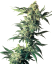Sensi Seeds Cannabisfrø Northern Lights® Feminiseret, 3-10 stk.