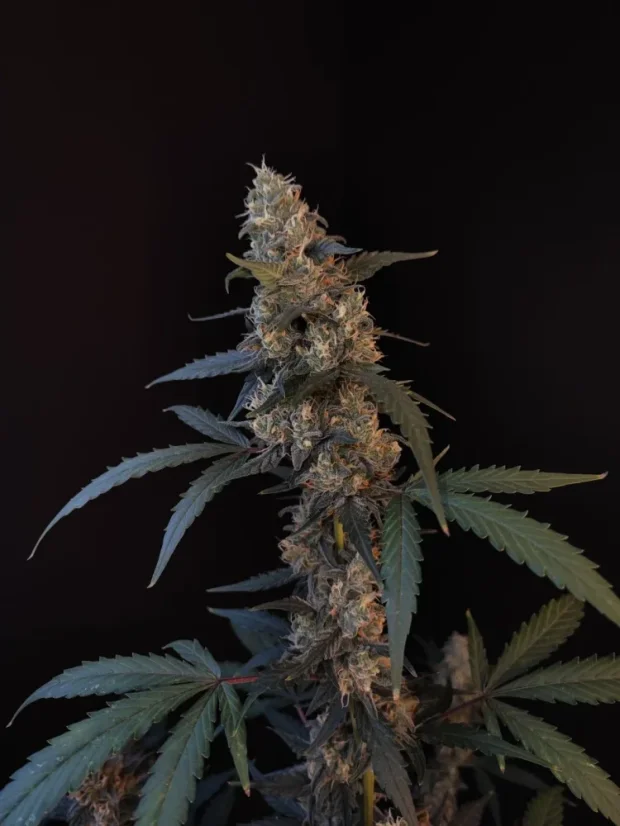 Fast Buds Biji Ganja BubbleGum Auto