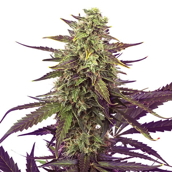 Royal Queen Seeds Seminte de canabis Lapte de cereale feminizate