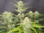Fast Buds Sjemenke konoplje Marelica Auto