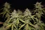 Fast Buds Cannabis Seeds Smoothie Auto