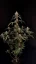 Semințe de Cannabis Fast Buds AK Auto