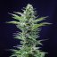 Royal Queen Seeds Semillas de cannabis Royal Critical Auto