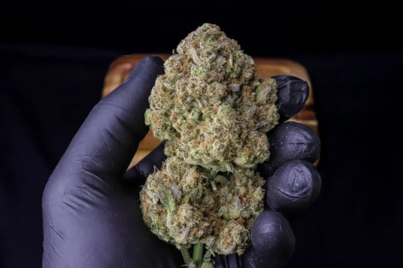 Fast Buds Sjemenke Kanabisa Strawberry Gorilla Auto