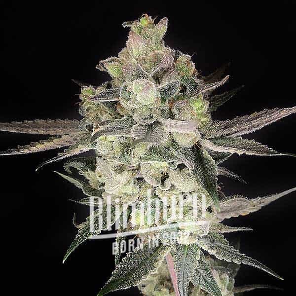 Blimburn Seeds Semi di Cannabis Gary Payton Femminizzati