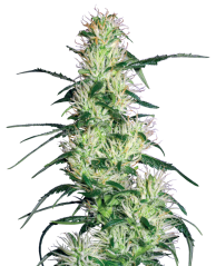 Sensi Seeds Semințe de canabis Purple Haze feminizate de White Label, 3-10 buc.