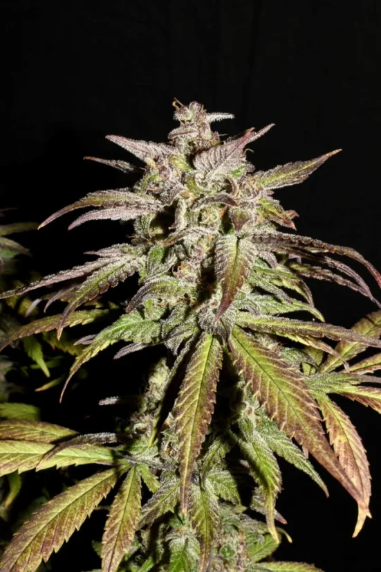 Fast Buds Автозаправка з насінням канабісу