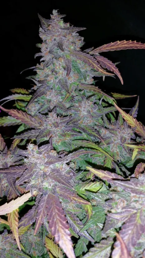 Semințe de Cannabis Fast Buds Fastberry Auto