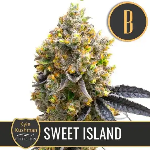 Blimburn Seeds Cannabis Seeds Sweet Island av Kyle Kushman's Feminized