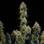 Royal Queen Seeds Seminte de canabis Haze Berry Auto