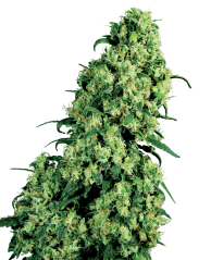 Sensi Seeds Semințe de canabis Skunk #1 feminizate de White Label, 3-10 buc.
