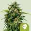 Royal Queen Seeds Seminte de canabis Sweet Skunk Auto