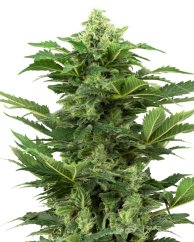 Sensi Seeds Kannabiksen siemenet Afghan Pearl CBD automaattinen feminoitu, 3-10 kpl