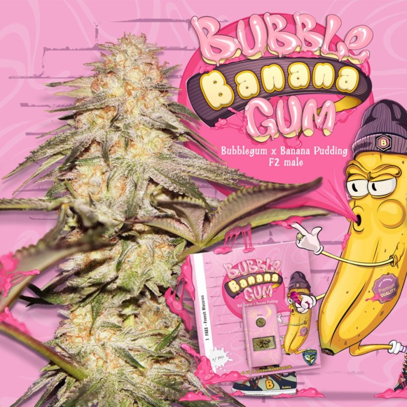 T.H.Seeds™ Cannabis Seeds BubbleBananaGum, 6+1 specialpakke, feminiseret