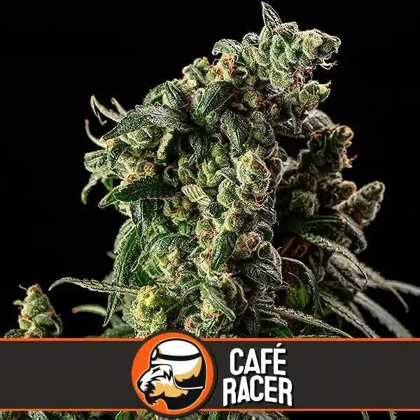 Blimburn Seeds Cannabis Seeds Cafe Racer Feminiseret