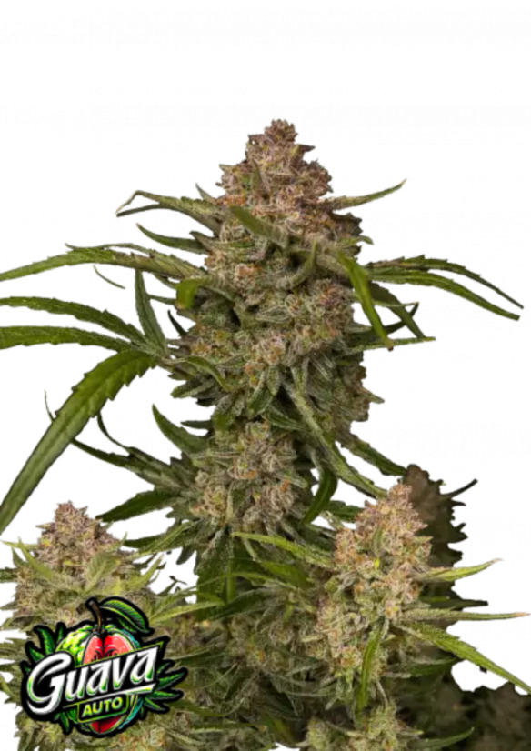 Fast Buds Sjemenke konoplje Guava Auto