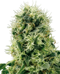 Sensi Seeds Semi di Cannabis Pure Power Plant Femminizzati di White Label, 3-10 pz