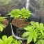 Blimburn Seeds Hanfsamen Girl Scout Cookies Feminisiert