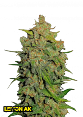 Fast Buds Semi di Cannabis Lemon AK Auto