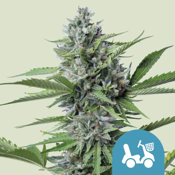Royal Queen Seeds Cannabis Seeds Fast Eddy Auto (korkea CBD)