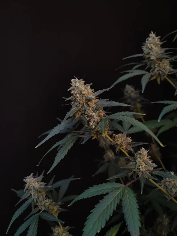 Fast Buds Biji Ganja BubbleGum Auto