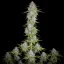 Fast Buds Sjemenke konoplje Orange Sherbet Auto