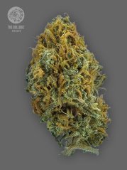 The Bulldog Seeds TB Skittlez Auto, isi 3 dan 5 pcs