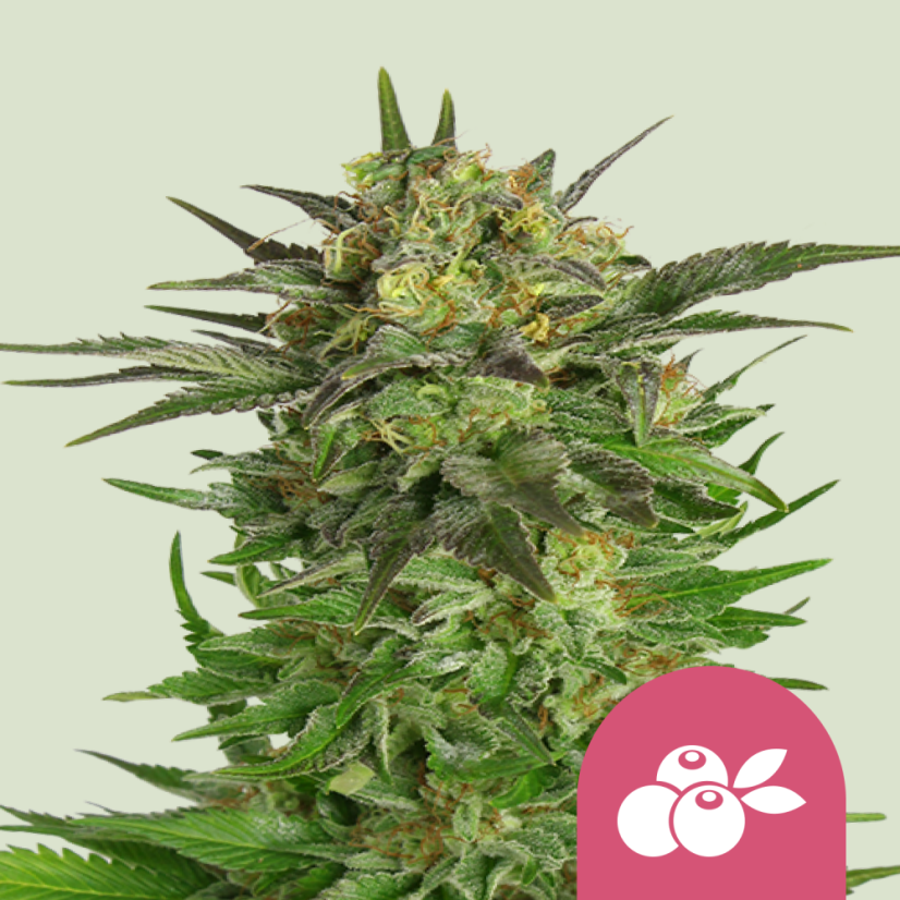 Royal Queen Seeds Seminte de canabis Haze Berry feminizate