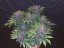 Fast Buds Cannabis Seeds Blackberry Auto