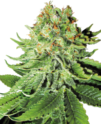 Sensi Seeds Semi di Cannabis Northern Lights Automatic Femminizzati di White Label, 3-10 pz