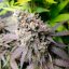 Silent Seeds Seminte exotice de canabis Pepene verde Runtz feminizate