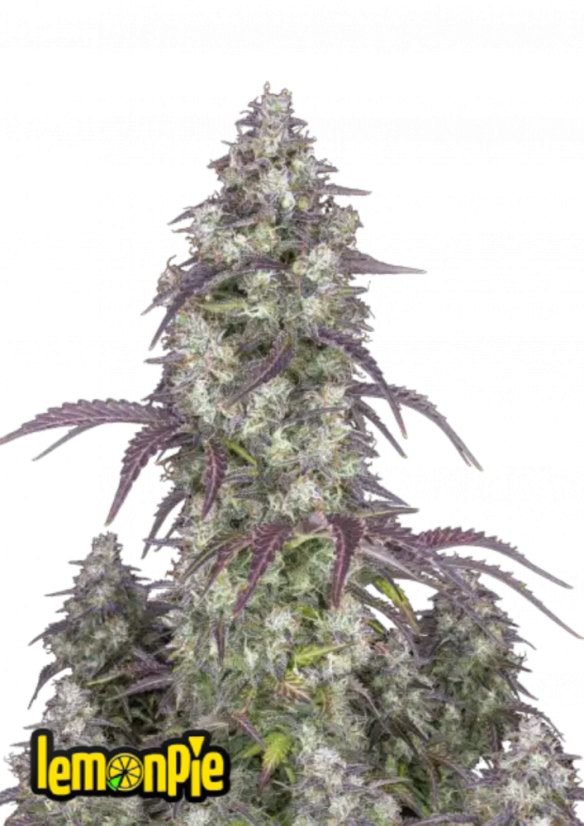 Fast Buds Sjemenke kanabisa Limunska pita Auto
