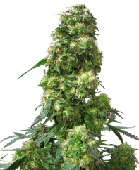 Sensi Seeds Semințe de canabis Early Skunk® Regular, 10 buc.