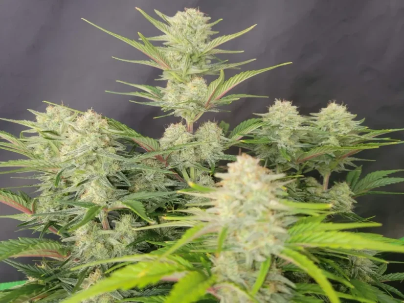Fast Buds Cannabis Seeds Apricot Auto