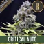 Blimburn Seeds Семена от канабис Critical Auto