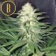 Blimburn Seeds Cannabis Seeds Chemdog #4 Nőiesített